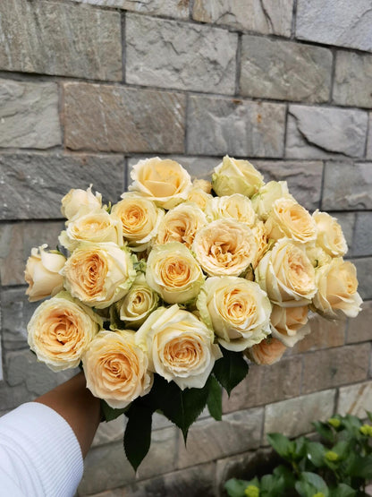 Rosa ‘Peach Avalanche  | 蜜桃雪山 ’ - Award