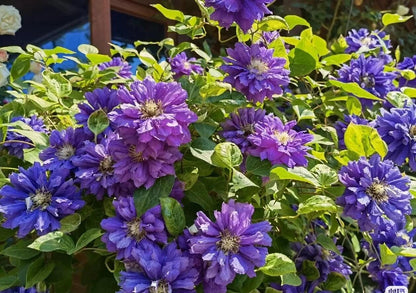 Clematis ‘’Kiri Te Kanawa｜- LivePlant｜卡瓦娜‘’