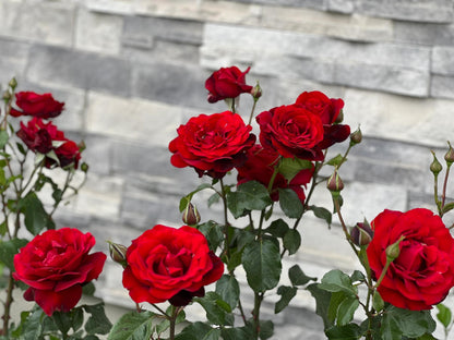 Rose ’ Red Velvet ｜ 红丝绒