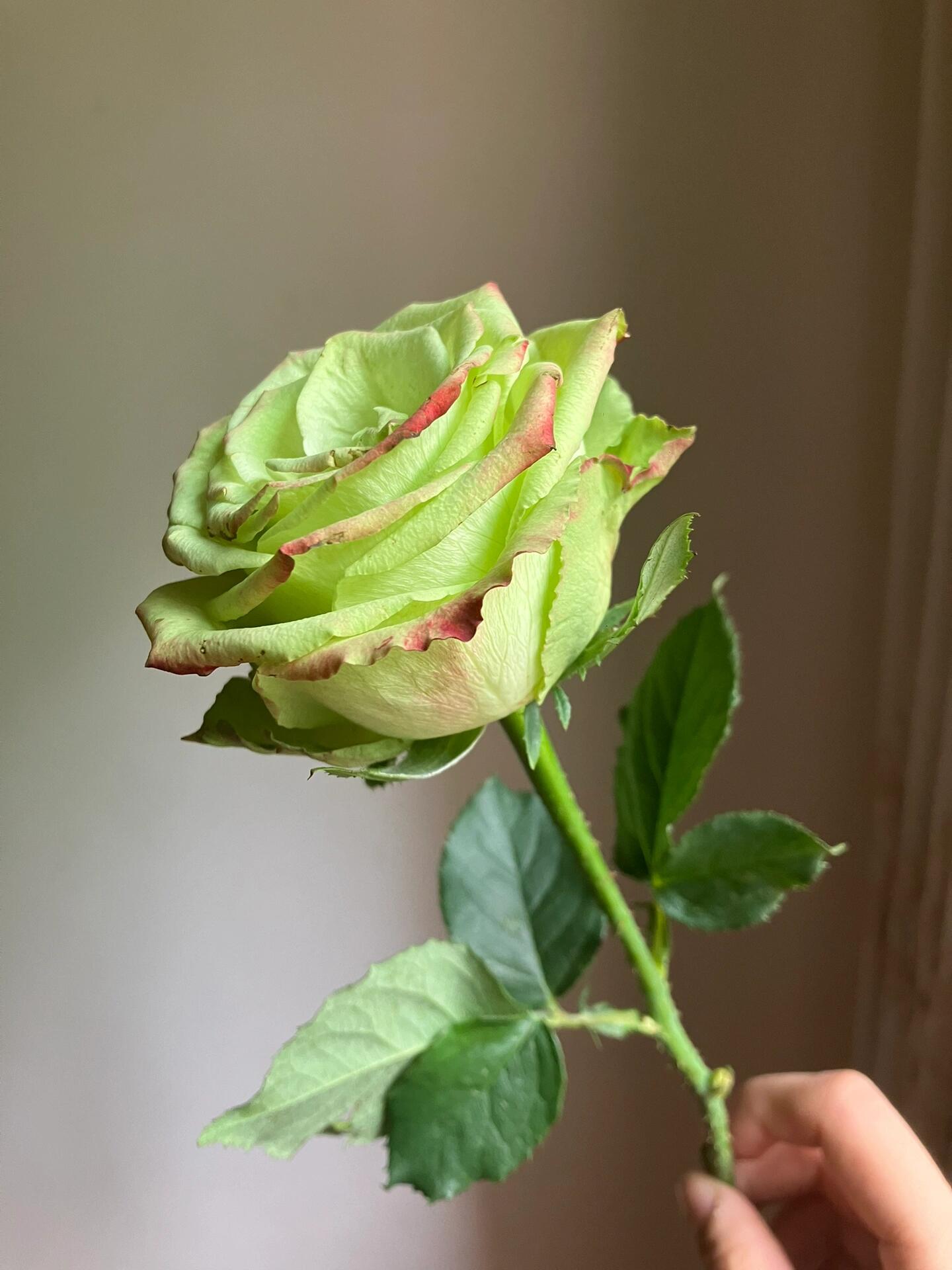 Rose ' Green Apple｜グリーンアップル| 青苹果 - New Variety