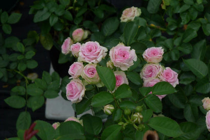 Prolific Rose  ‘ Super Sensation ｜粉多头/ 超感