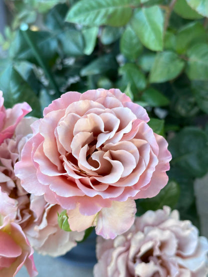 Rose ‘ Caffe Latte  ｜拿铁咖啡‘