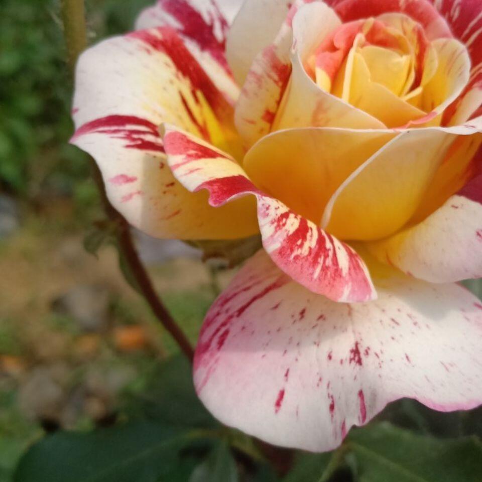 Striped Rose  ’ All American Magic ｜全美魔术