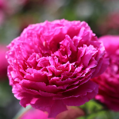 Rose  ‘ Flying Swan ｜Jing Hong｜惊鸿 - New Variety-2021