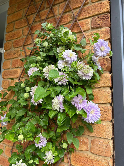 Clematis ‘’Belle of Woking｜ベルオブウォーキング| 沃金美女‘’