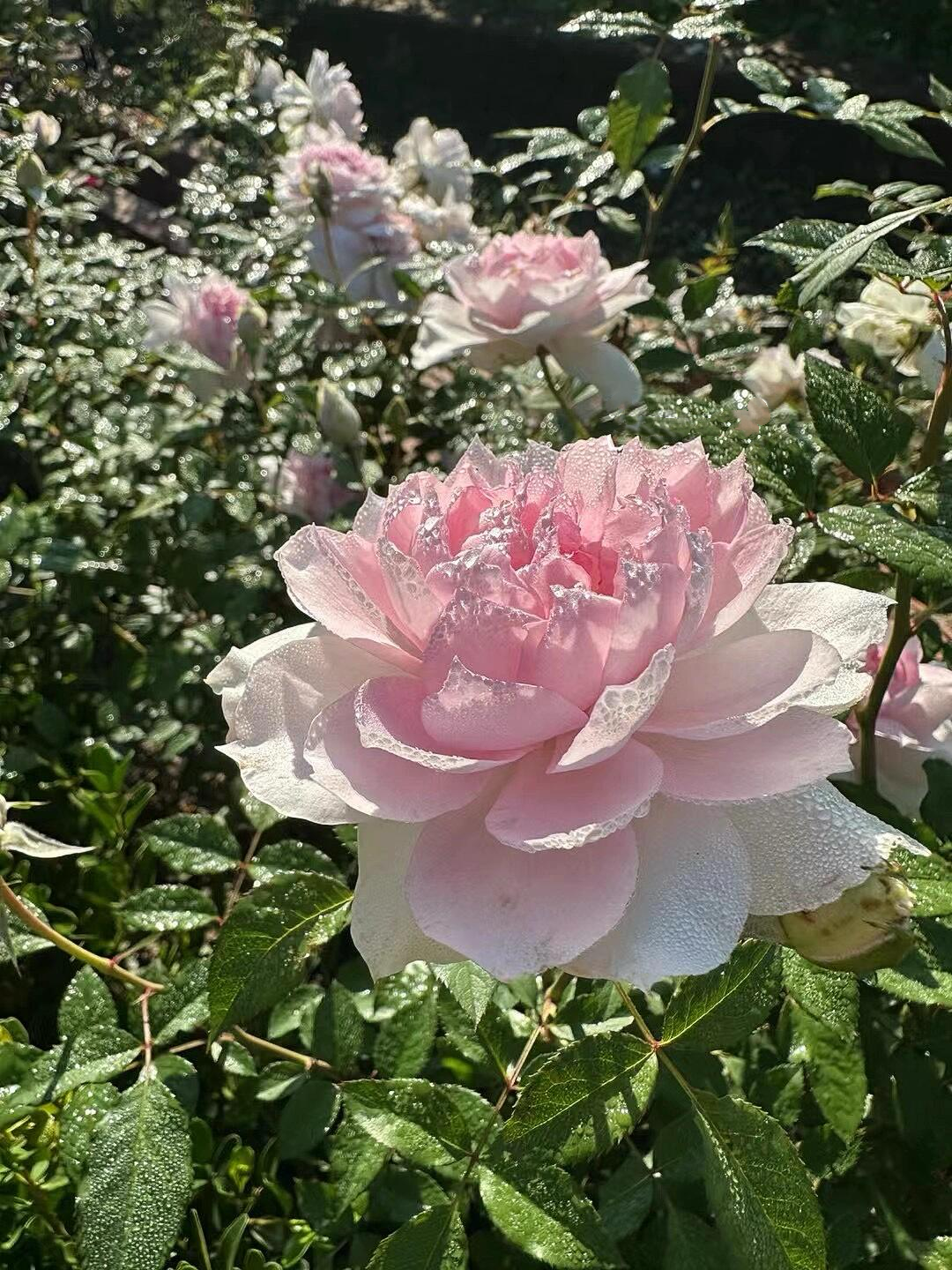 Rose  ‘ Shalimar |シャリマー | 夏莉玛 ’