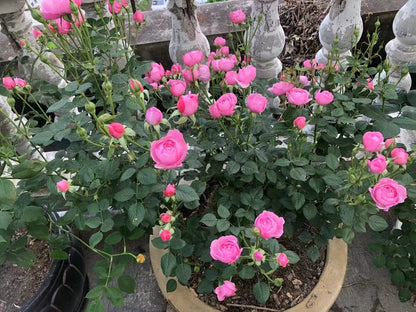 Rose 'Fée Clochette | フェクロシェット｜铃之妖精  '
