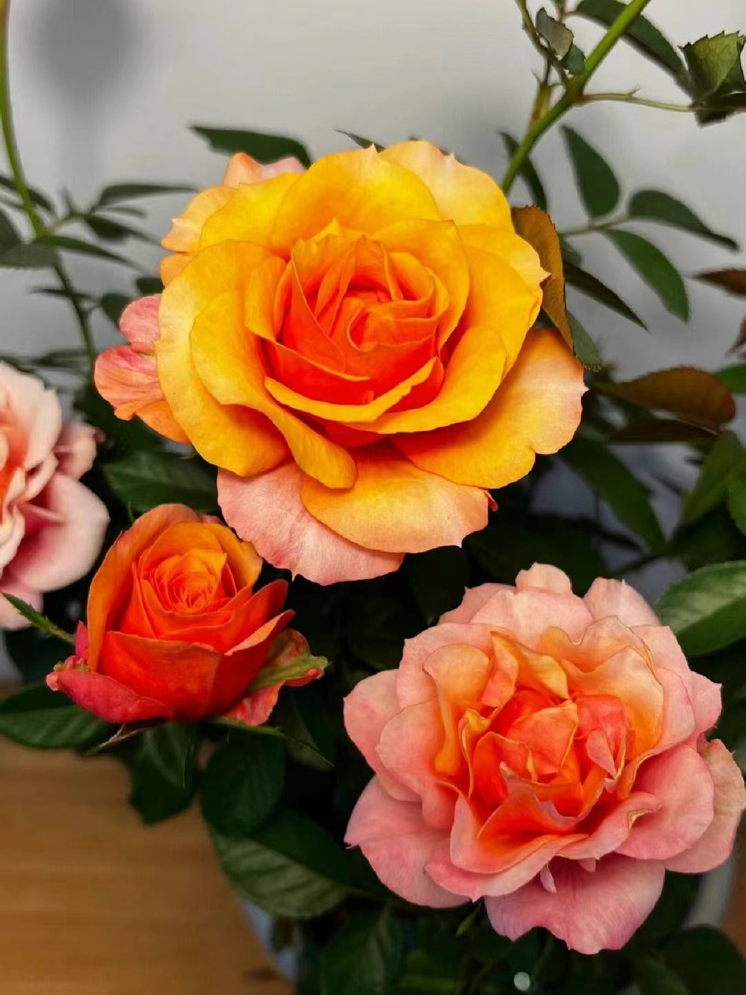 Rose  'El Paso ｜艾帕索 '  - Award winning