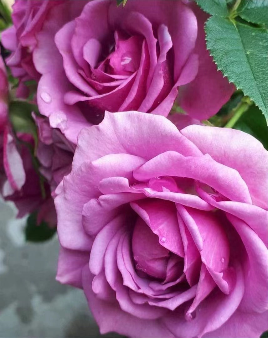 Rose 'Lavender Veranda｜薰衣草门廊'