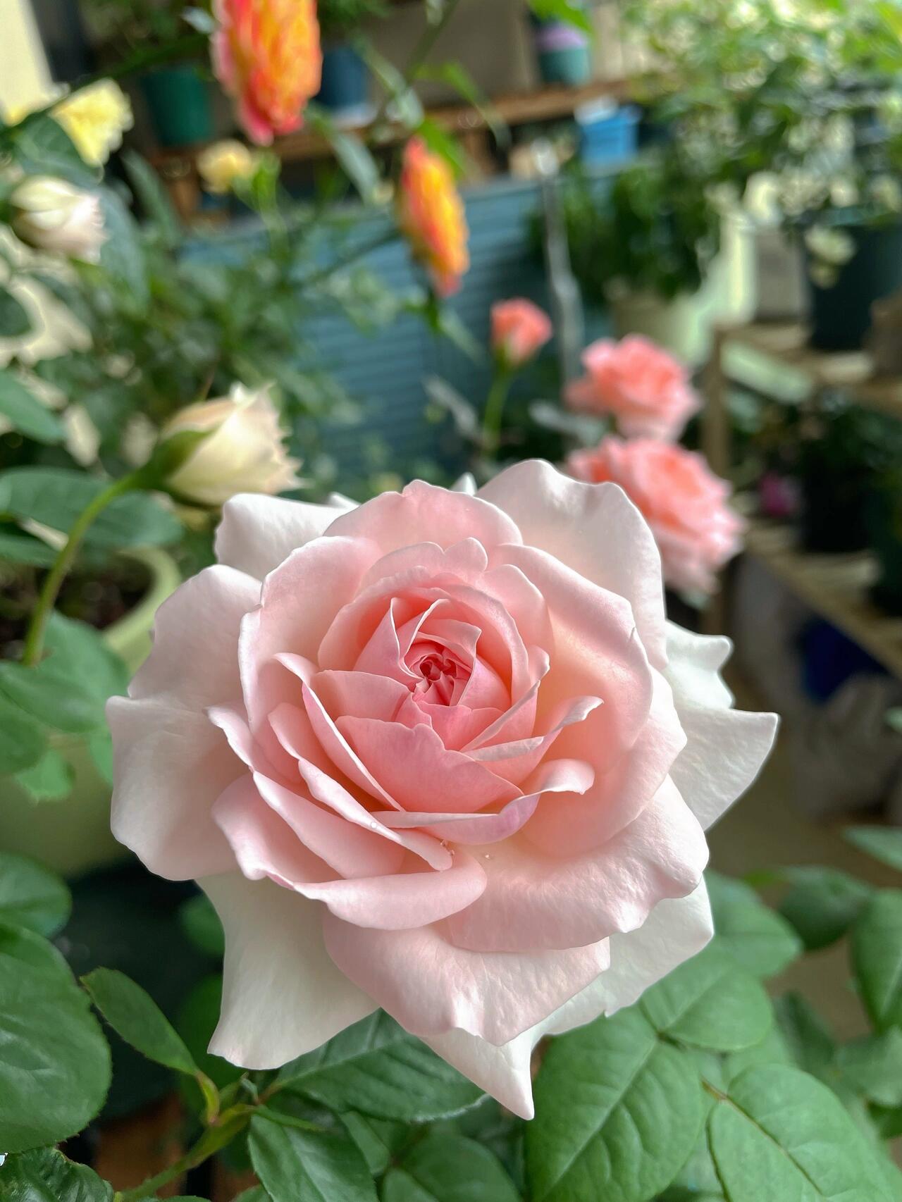 Rose  ‘ Les fraises ｜草莓奶昔 ’