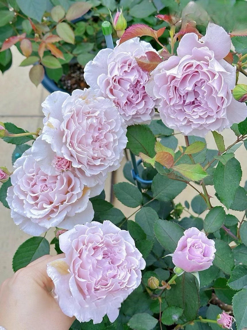 Rose ' Libellula | リベルラ | 蜻蜓 '