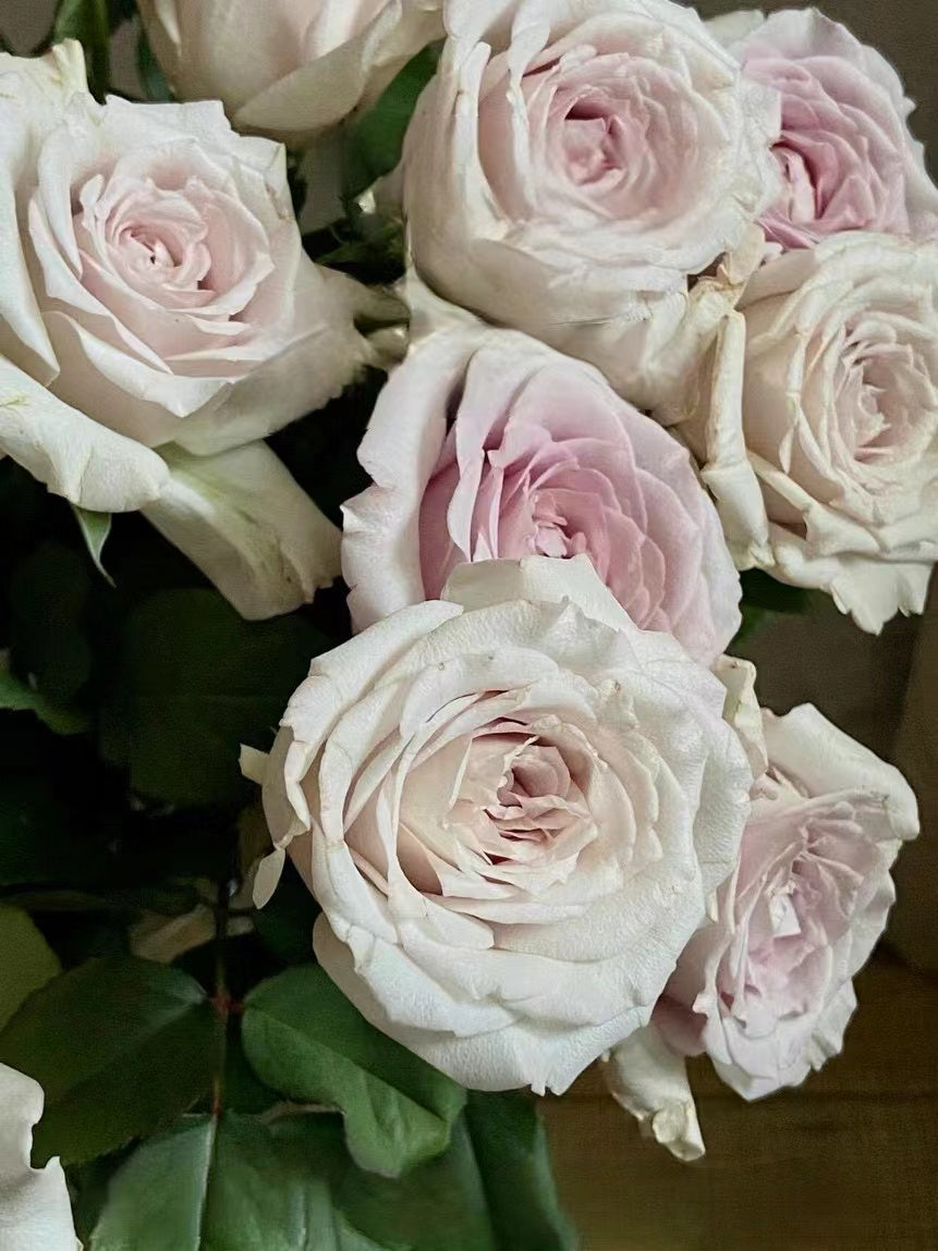 Rose 'Creed｜クリード ｜信念 ' - New Variety- 2020 | Award-winning