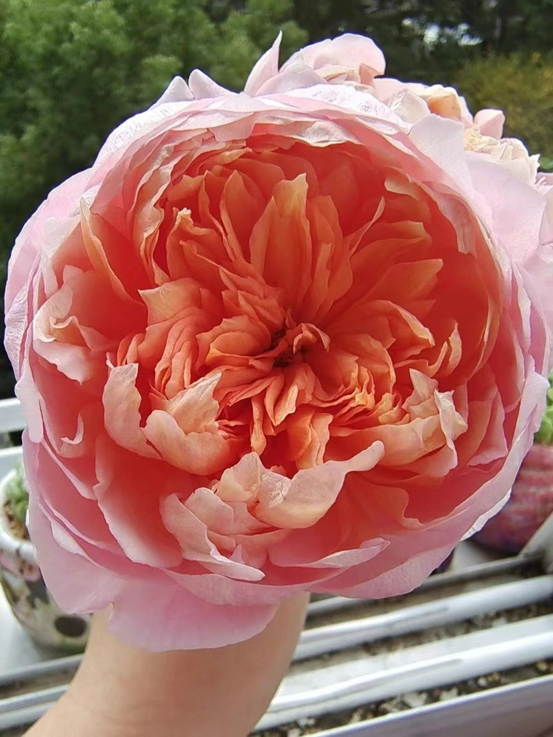 Rare Rose 'Tao Ran ｜桃染 ｜天狼月季'