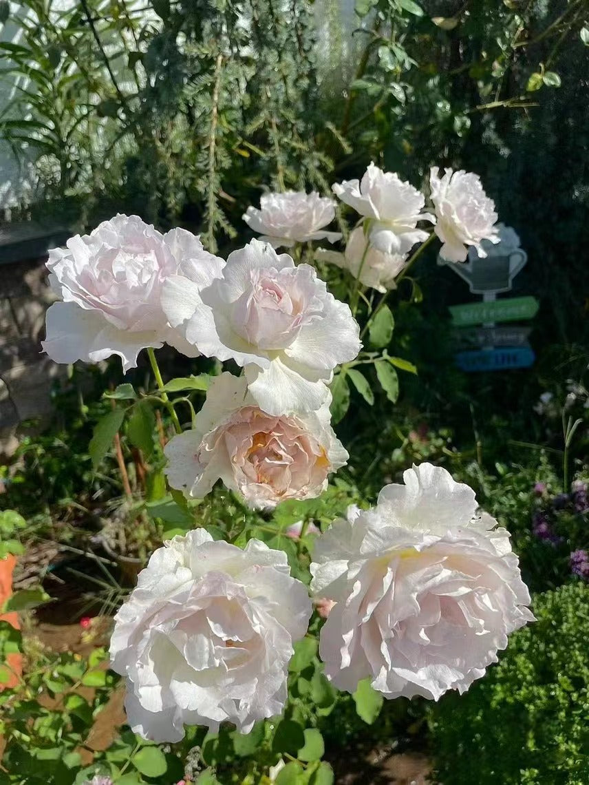 Rose ‘Saphiret  |サフィレット|莎菲天使 ’