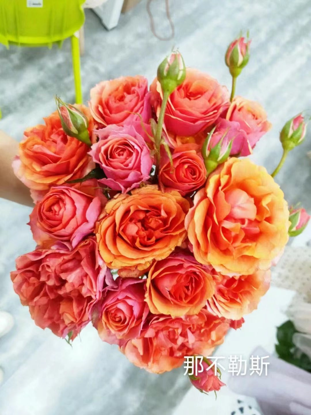 Rose 'Napoli Forever｜永远的那不勒斯 '