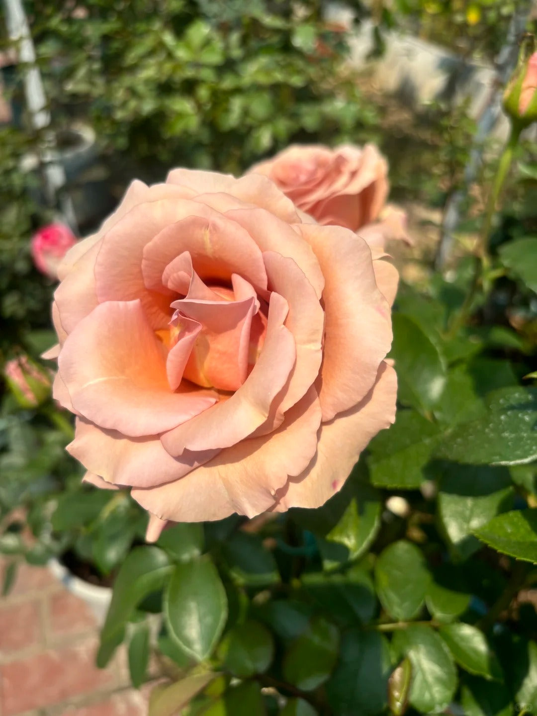 Rose  ‘ RP Moab ’ 莫泊
