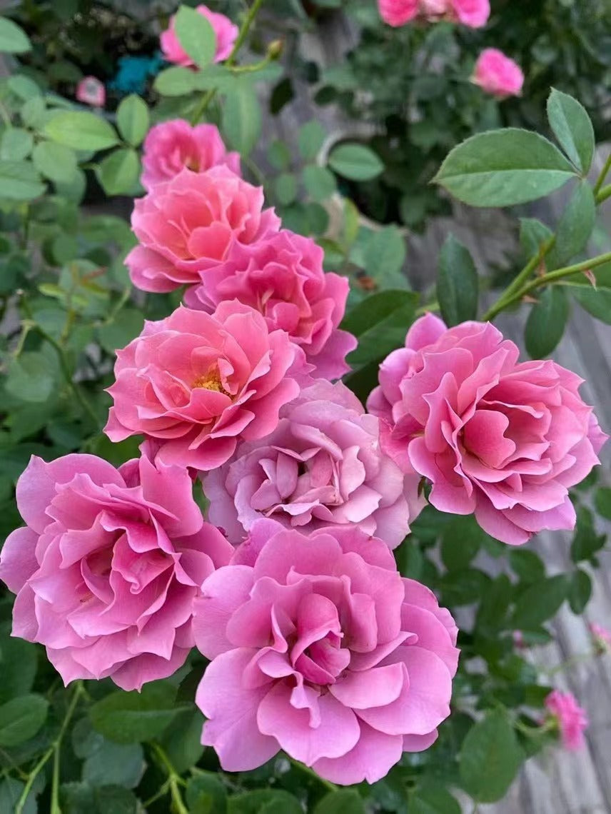 Rose ‘Aoi |あおい|葵 ’