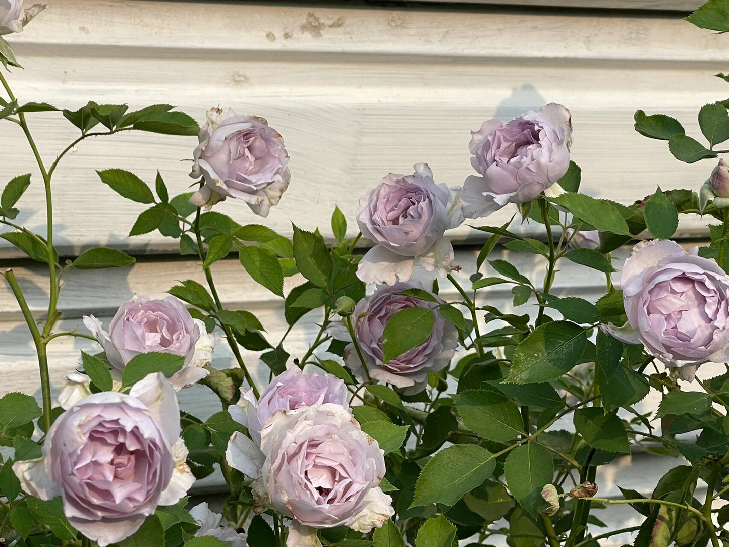 Rose ‘ Lucifer｜ルシファー | 光の天使 | 路西法