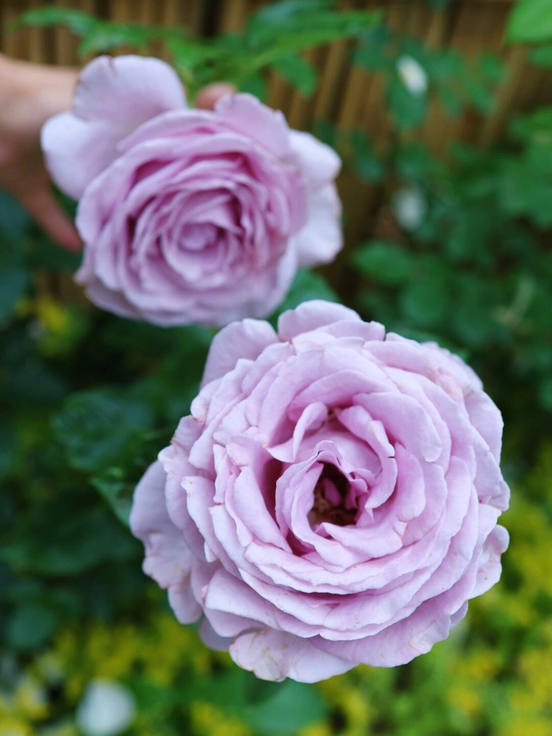 Rose 'Luxury Nove | ラグジュノーブ| 天然香水'