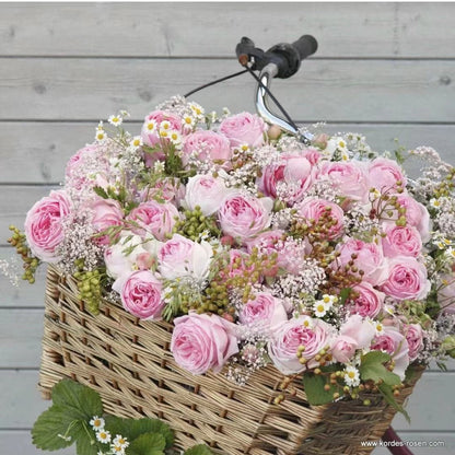 Rose 'Wellenspiel  | 仙女泉 '