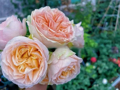 Rose 'Kaoruko ｜カオルコローズ| 熏子 玫瑰 '