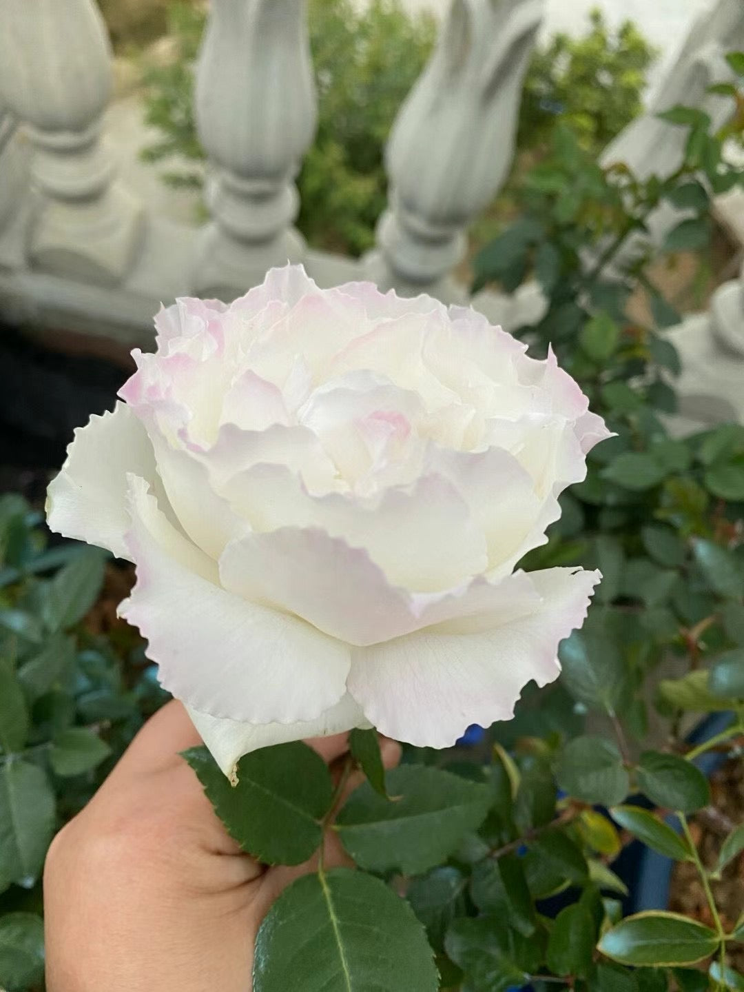 Rose 'Le Blanc ｜ル ブラン｜乐柏 '
