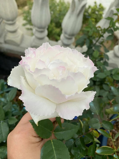 Rose 'Le Blanc ｜ル ブラン｜乐柏 '
