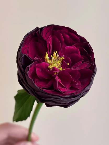 Rose  ‘ Royale | ロワイヤル | 皇宫 ’