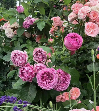Rose 'Misty Bubbles | 紫雾泡泡'