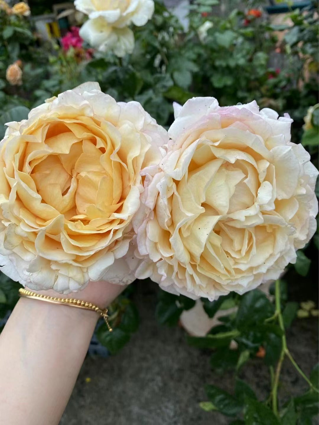 Yves Rose 'Gold Yves Piaget | 伊芙金伯爵'