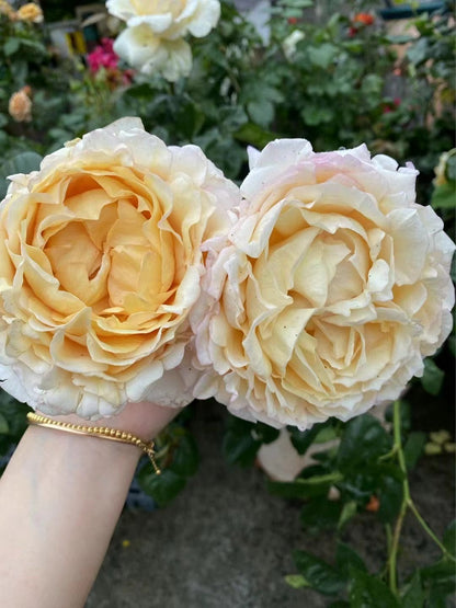 Yves Rose 'Gold Yves Piaget | 伊芙金伯爵'