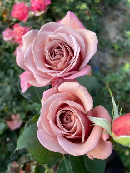 Rosa 'Koko Loko  | 可可洛可  '