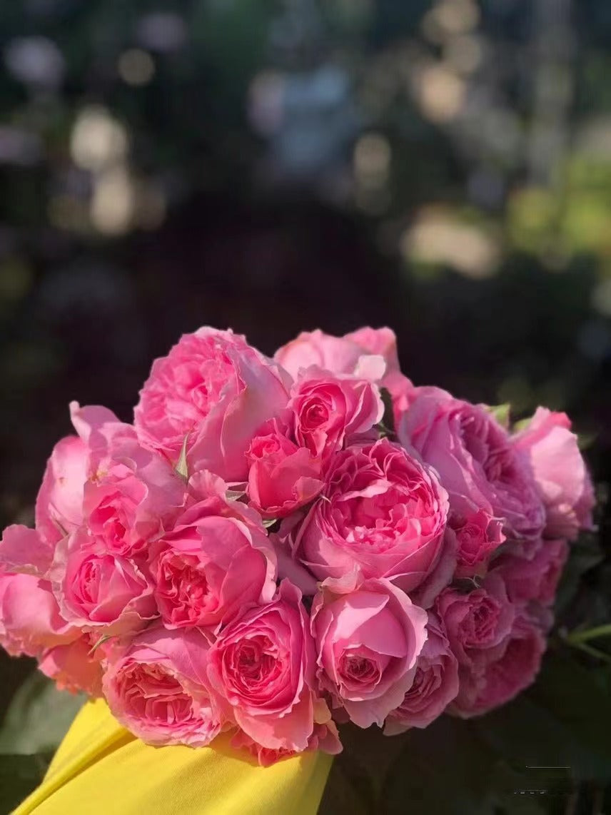 Rare Rose 'WanShan  | 纨扇| New varietie 2020 '