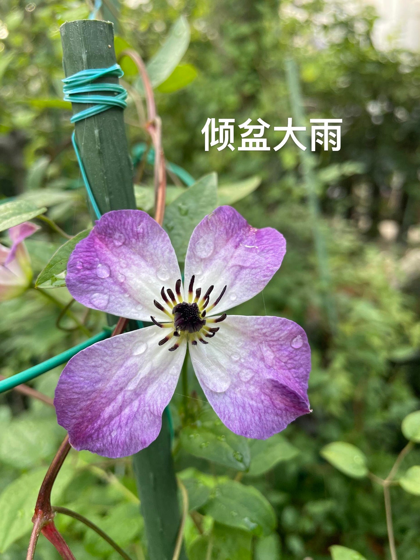 Clematis ' Downpour | 倾盆大雨