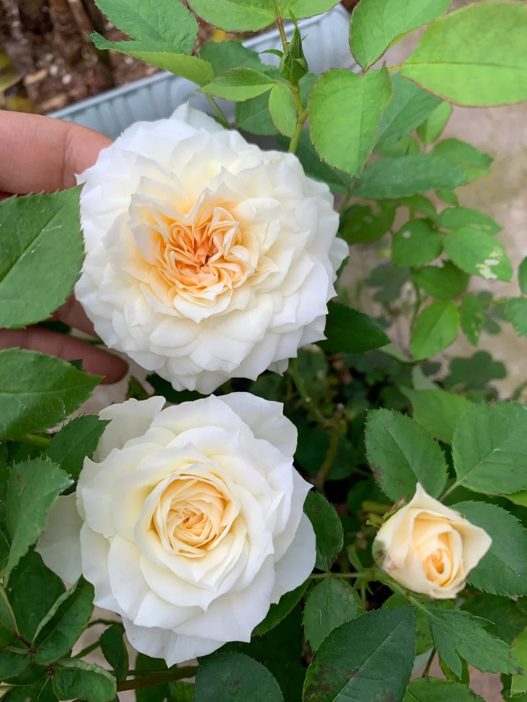 Rose ‘  lce Cream Balcony | 冰淇淋阳台 ’