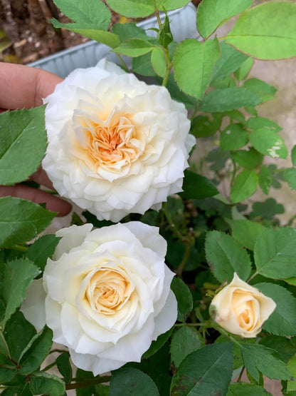 Rose ‘  lce Cream Balcony | 冰淇淋阳台 ’