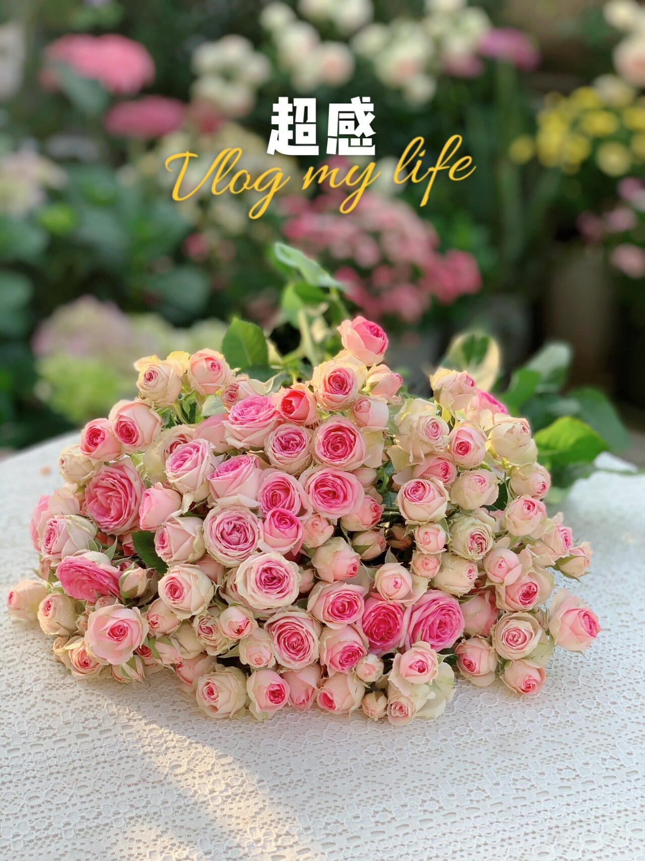 Prolific Rose  ‘ Super Sensation ｜粉多头/ 超感