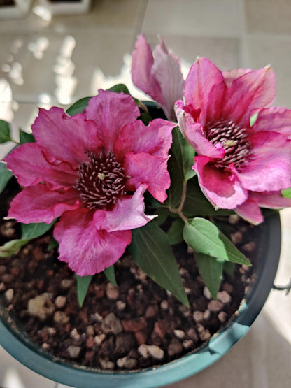 Dwarf Clematis ‘’Luiza｜ルイーザ｜路易莎‘’