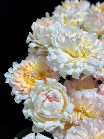 Rare Rose  ‘ Peach Anemone ｜桃子海葵 - New Variety 2023