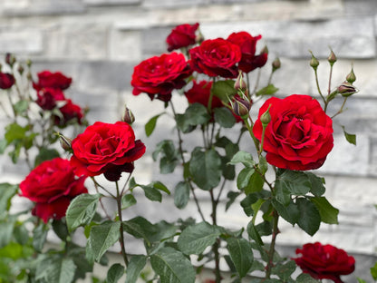 Rose ’ Red Velvet ｜ 红丝绒