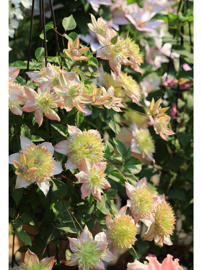 Clematis ''Shamshe |昼の天使|  昼天使| 桃万重''