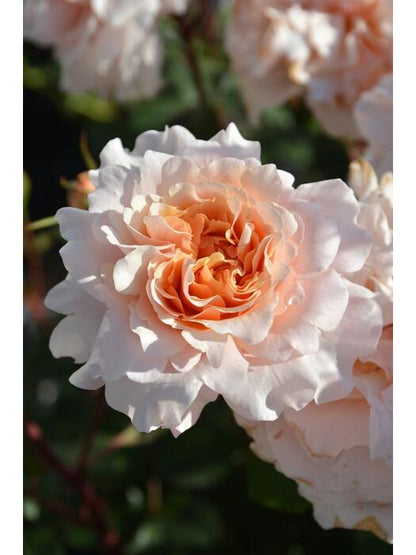 Rosa ’ Ben Weatherstaff｜ ベン ウェザースタッフ|   园丁老班 - New Variety 2020