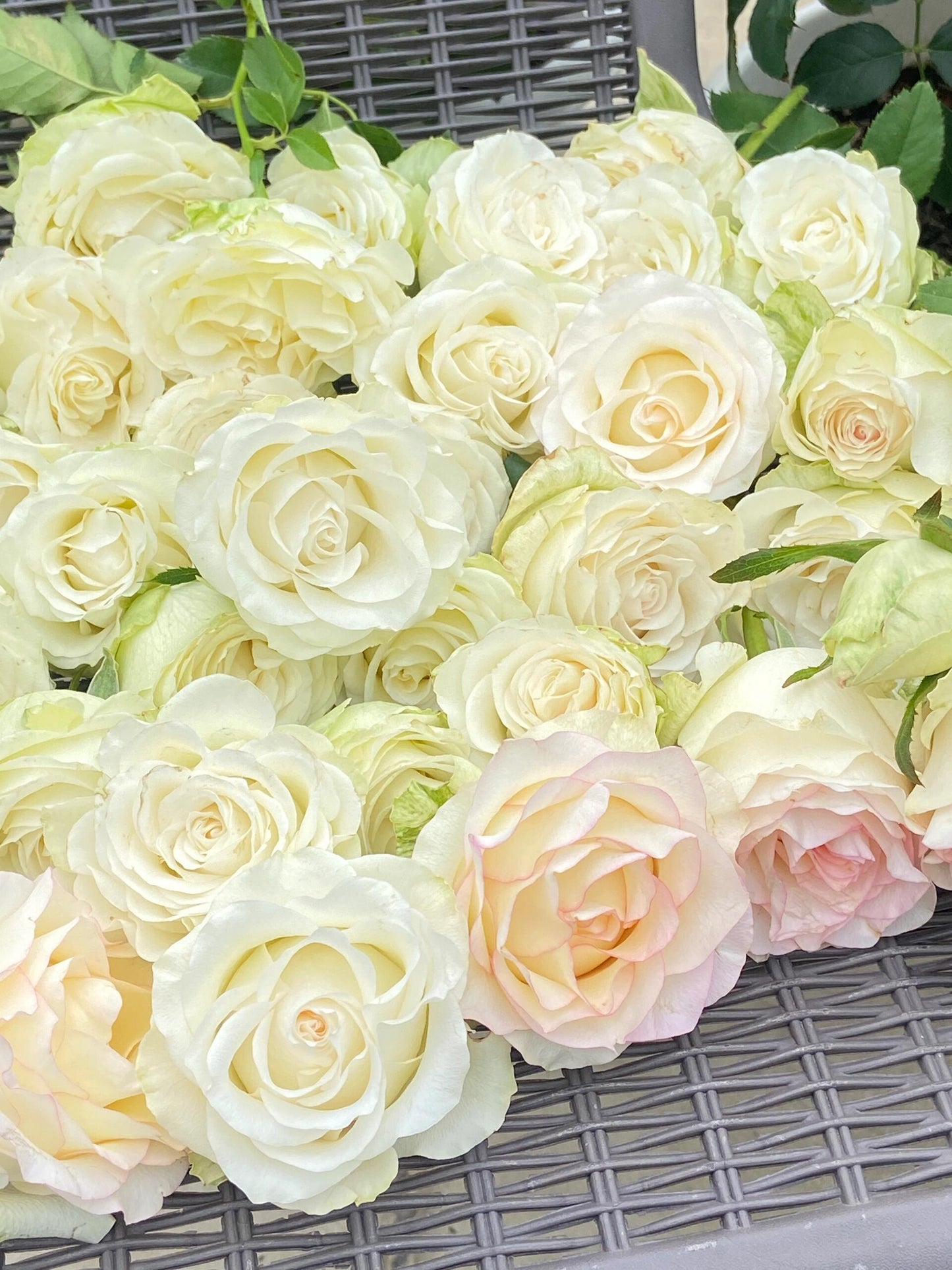 Rose  ’ White Jumilia ｜白艾莎