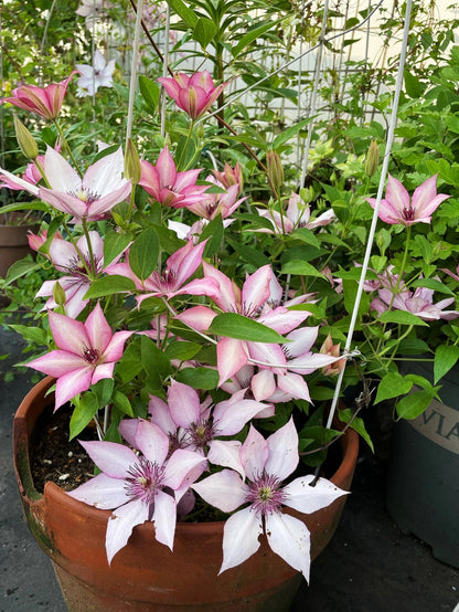 Clematis ''Giselle |吉赛尔''