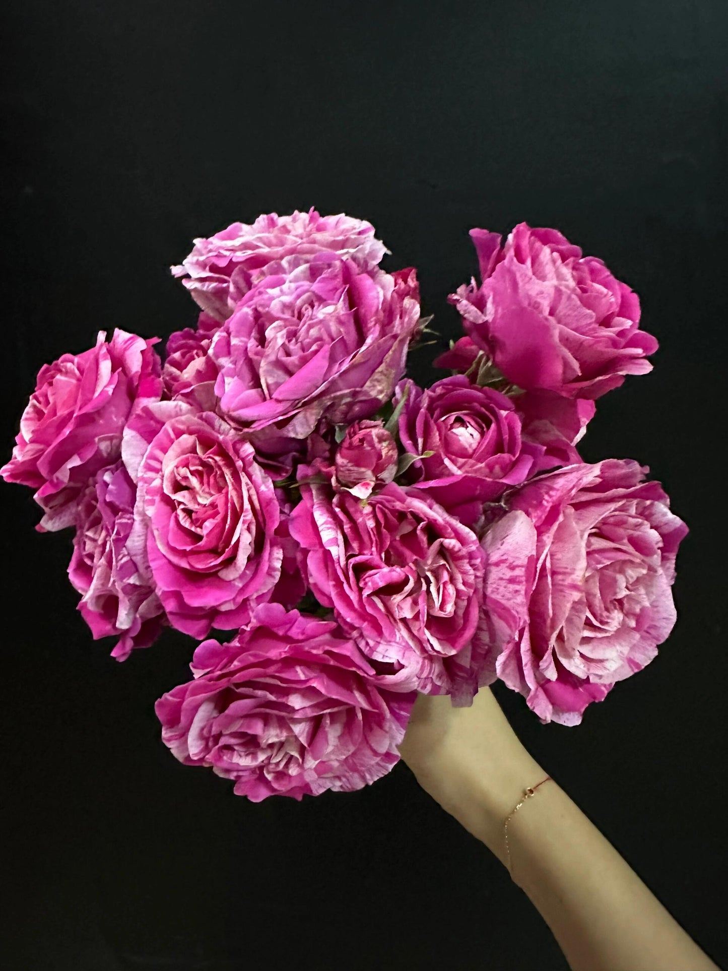 Striped Rose ’ Ines Sastre ｜伊蕾莎斯特 ‘