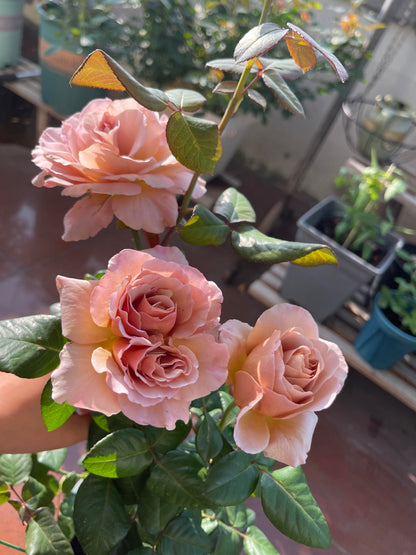 Rose ‘ Caffe Latte  ｜拿铁咖啡‘