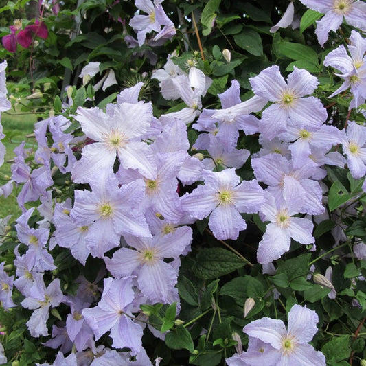 Clematis ‘’Blue Angel| あおてんし |蓝天使‘’