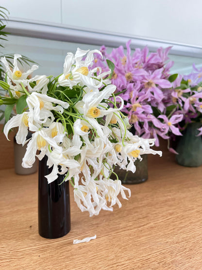 Jasmine Clematis ''Hakuree | ハクレイ| 白麗| 哈库里''