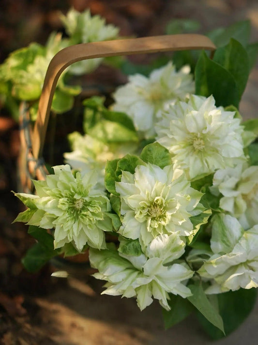 Clematis ‘’Midori |美登利 ‘’