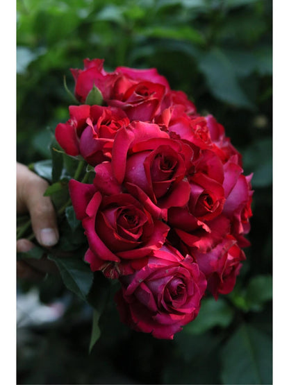 Rose  ’ Belles Rives |  美人丽芙